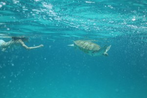 Maui Snorkeling with Turtles